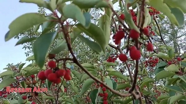 #ANTALYA #KAŞ #MANTAR SERÜVENİ