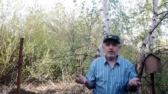 Как я определяю время для посадки картофеля. смотреть онлайн