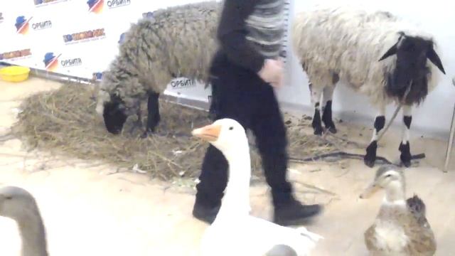 Овцы и козы в контактном зоопарке в Москве 8 -965 - 380-13-11 смотреть онлайн