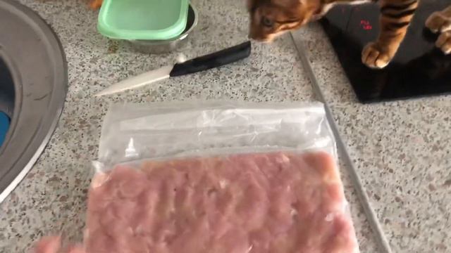 Утреняя прогулка. Смотрите, что после, кушает Бастет.