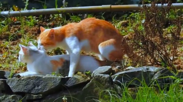 Cats Mating Kitten Full HD