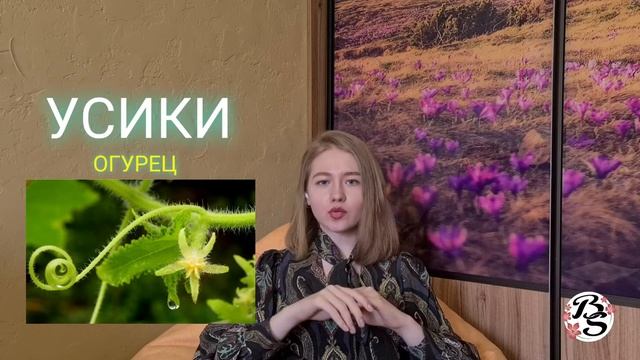 БОТАНИКА|НАДЗЕМНЫЕ ВИДОИЗМЕНЕННЫЕ ПОБЕГИ смотреть онлайн