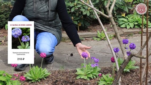 Что посадить, чтобы весной было ОЧЕНЬ КРАСИВО? Сад в мае 2022! смотреть онлайн