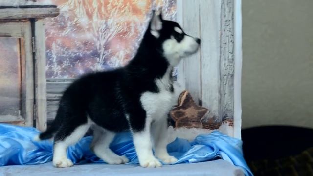 123 хаска девочка разноглазая смотреть онлайн