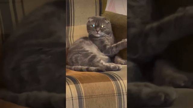 Кошке голову отрезать?))) прикол с моим котом! Хотите кота больше в ленте?)) смотреть онлайн