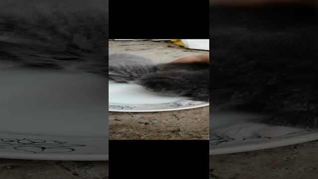 VID_20230813_164904.mp4
