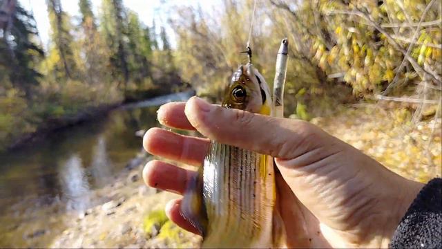 ЕСТЬ ТРОФЕЙ! Рыбалка на хариуса и ленка в Якутии сентябрь 2023 смотреть онлайн