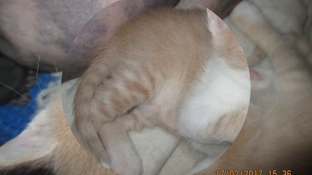 ЭМИЛЬ, такой же забавный. Только не из Леннеберги... смотреть онлайн