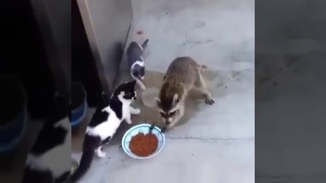 Хитрый Енот!!! смотреть онлайн