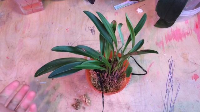 Реанимация Масдеваллии смотреть онлайн