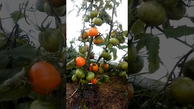 Обалденный урожай томатов??? в Ленинградской области !!! смотреть онлайн
