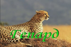 Гепард