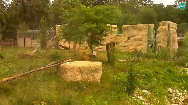 Lavovi u Zoo Zagreb 3.7.2016. смотреть онлайн