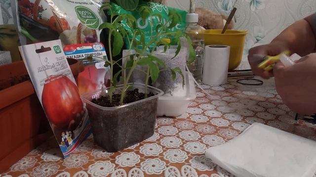 Пикировка Томатов В стаканчики Из подложки Под ламинат! Очень Дёшево и Практично! смотреть онлайн