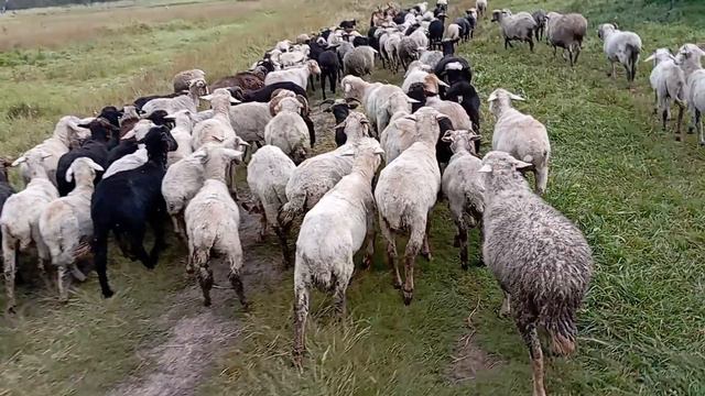 23 сентября 2023 природа и животные🐵🐔🐶🐷🐵🐔🐶🐷 смотреть онлайн