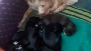 Родились щенки спаниеля/ 8-14 день/ открывают глазки и учатся ходить/ смешные щенки