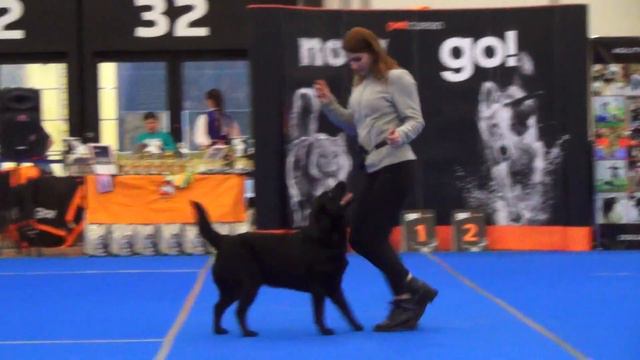 Харченко Ольга и лабрадор-ретривер Реал Персон Фиорентина. Вне зачета