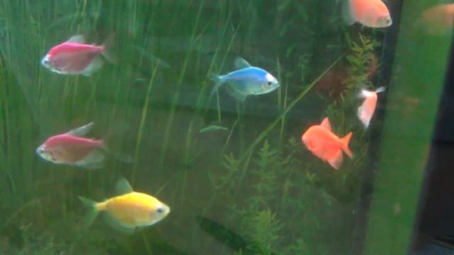 Покупка производителей тернеций GloFish...дорога к нерестам
