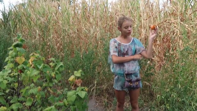 VLOG Выбираем картошку смотреть онлайн