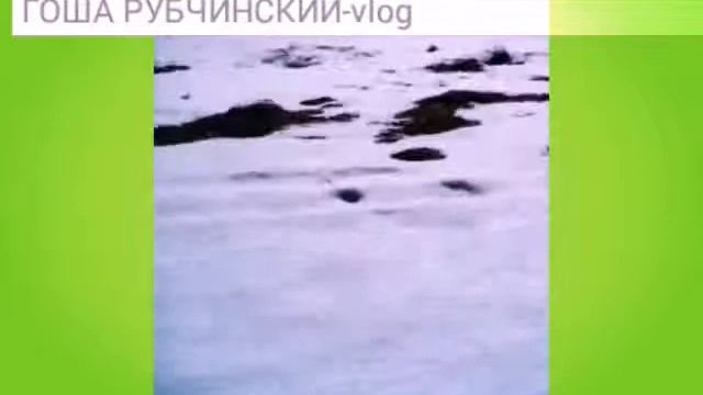 Покатушка на мото собаке смотреть онлайн