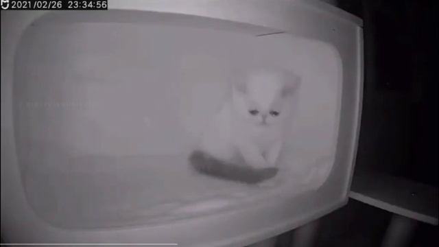 _("«Грустный Кот»")_ смотреть онлайн