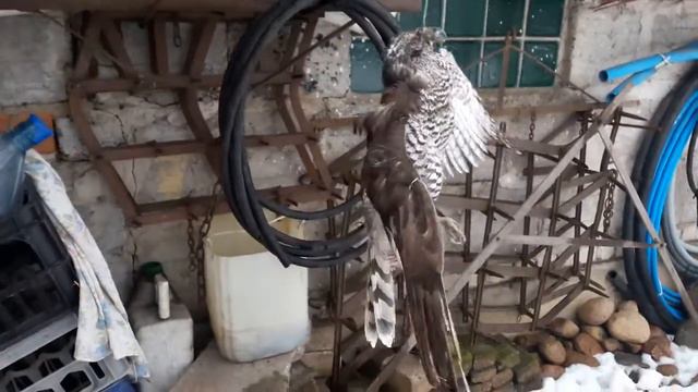 Коршун смотреть онлайн