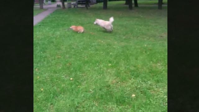 Корги и хаски играют на лужайке смотреть онлайн