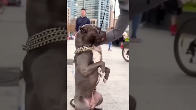 Vì sao trẻ em dễ bị pitbull tấn công смотреть онлайн