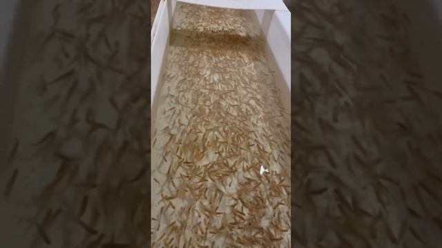 Янтарная форель #armenia #ереван #армения #erevan #hayastan #cuk #fish #ishxan #հայաստան смотреть онлайн