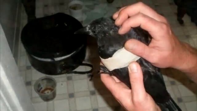 Мужчина годами кормил семью ворон, и вдруг они принесли ему послание! смотреть онлайн