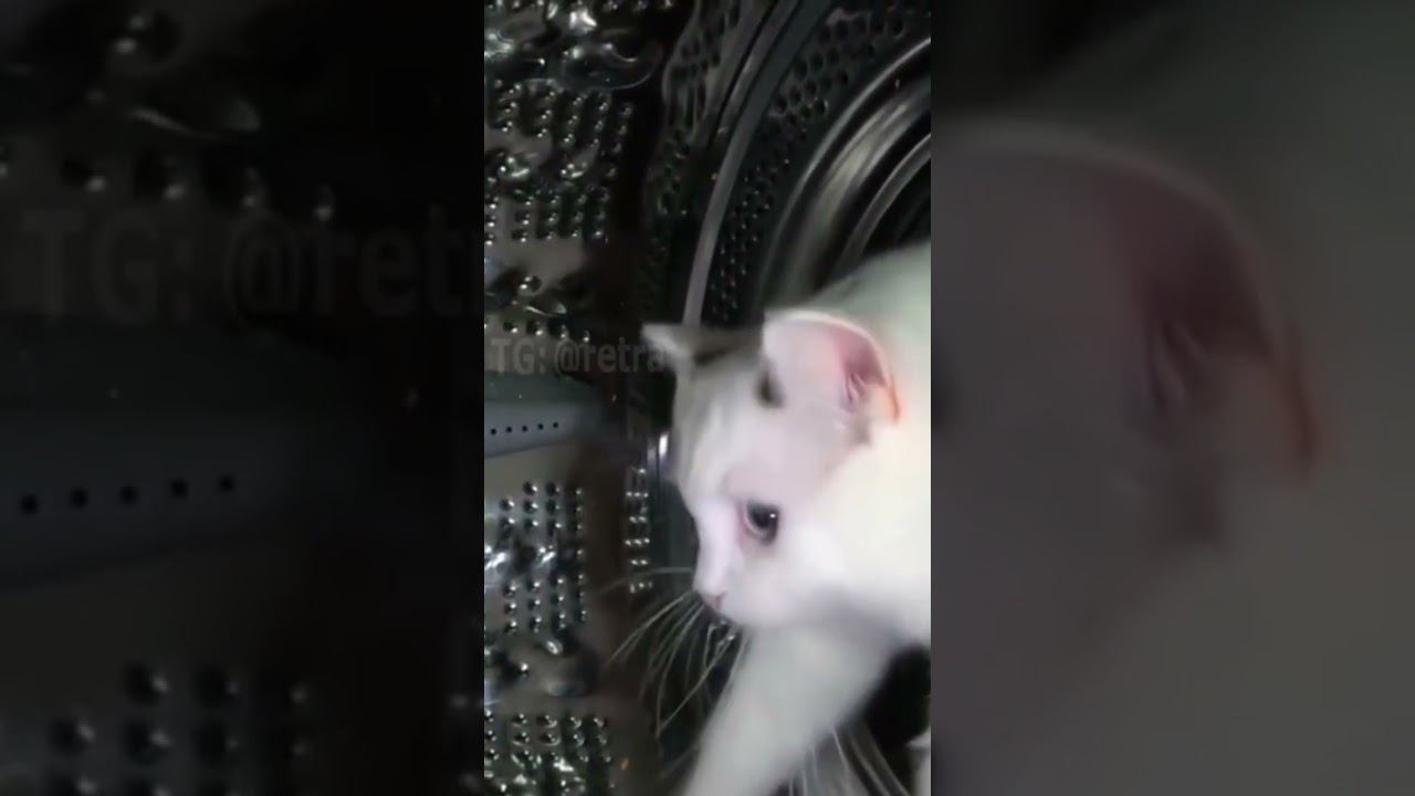 Интерстеллар на кошачьем пианино #shorts #tiktok #piano #cats #котики