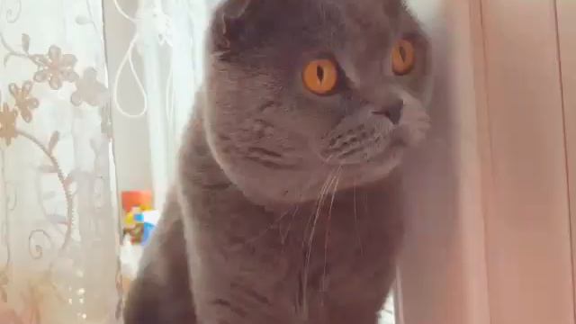 Мой кот Том смотреть онлайн