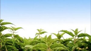 Minuscule - Torpedo (Season 1)