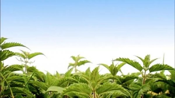 Minuscule - Torpedo (Season 1)