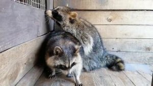 Брачный период у енотов