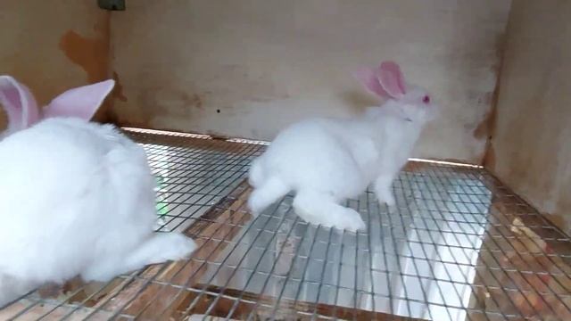Кролики. Вид и вес у крольчат в 45 дней. Когда крольчатам закрываем вход в маточник. смотреть онлайн