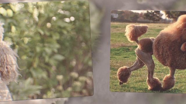 ПУДЕЛЬ. Плюсы и минусы породы POODLE смотреть онлайн