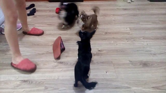 Три чихуахуа / Three Cihuahua смотреть онлайн