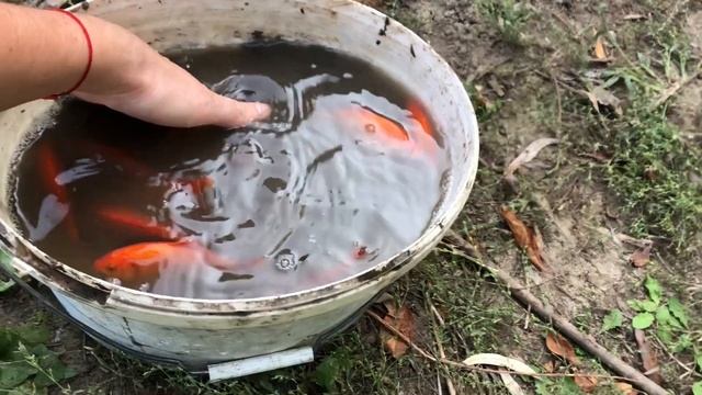 Капитальная дамба и слив. Часть 1. Спуск воды, разбираем старую дамбу, подготовительные работы. смотреть онлайн
