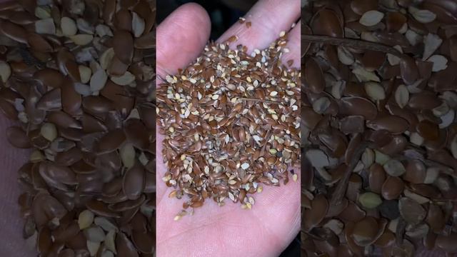 Чистим лён масличный коричневый. Очистка льна на семена. смотреть онлайн