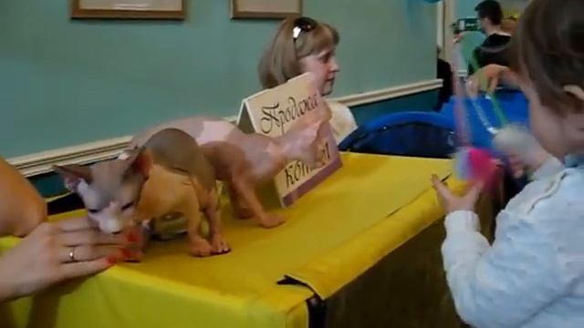 Выставка кошек 2010