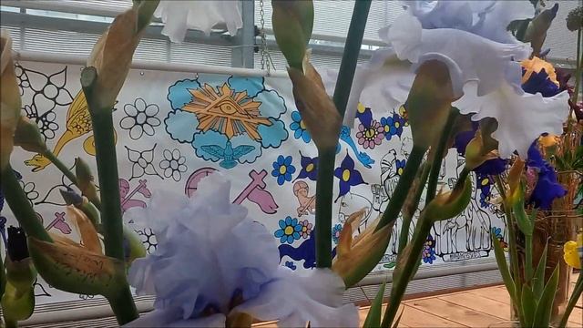 Посетила выставку ирисов и пионов в Аптекарском огороде 14.06.2018 . 在莫斯科的展覽