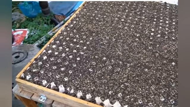 Evo kako da uzgojite rotkvice za 30 dana posebnom tehnikom sadnje смотреть онлайн