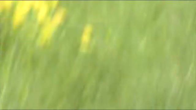 18.05.2021г. КОСУЛЯ . смотреть онлайн