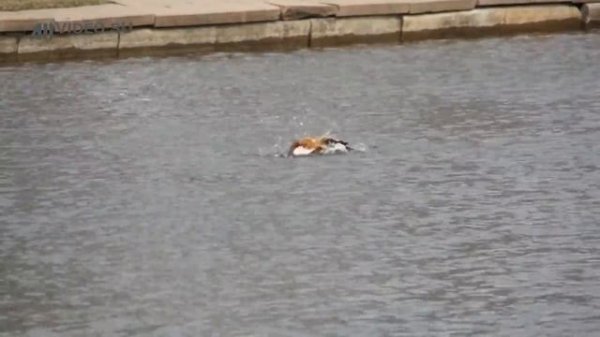 Огарь. Красная утка. Ruddy Shelduck. AllVideo.su