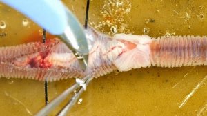 Зоология беспозвоночных. Вскрытие дождевого червя Dendrobaena