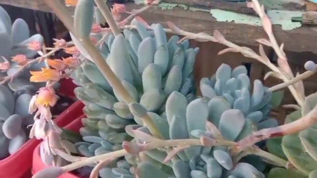 My Mini-Succulents Project,2021 | 💯 different Types | Organic & Exotic. смотреть онлайн