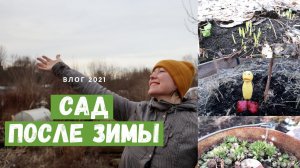 Мой сад после зимы / Что проснулось, что выжило