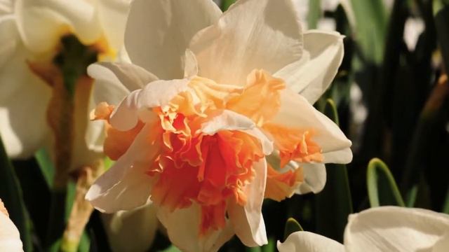 Narcissus My Story смотреть онлайн