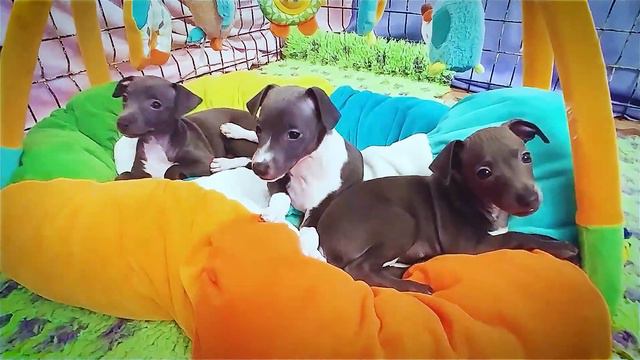 Italian Greyhound puppies Kennel Flora Style | Litter F смотреть онлайн